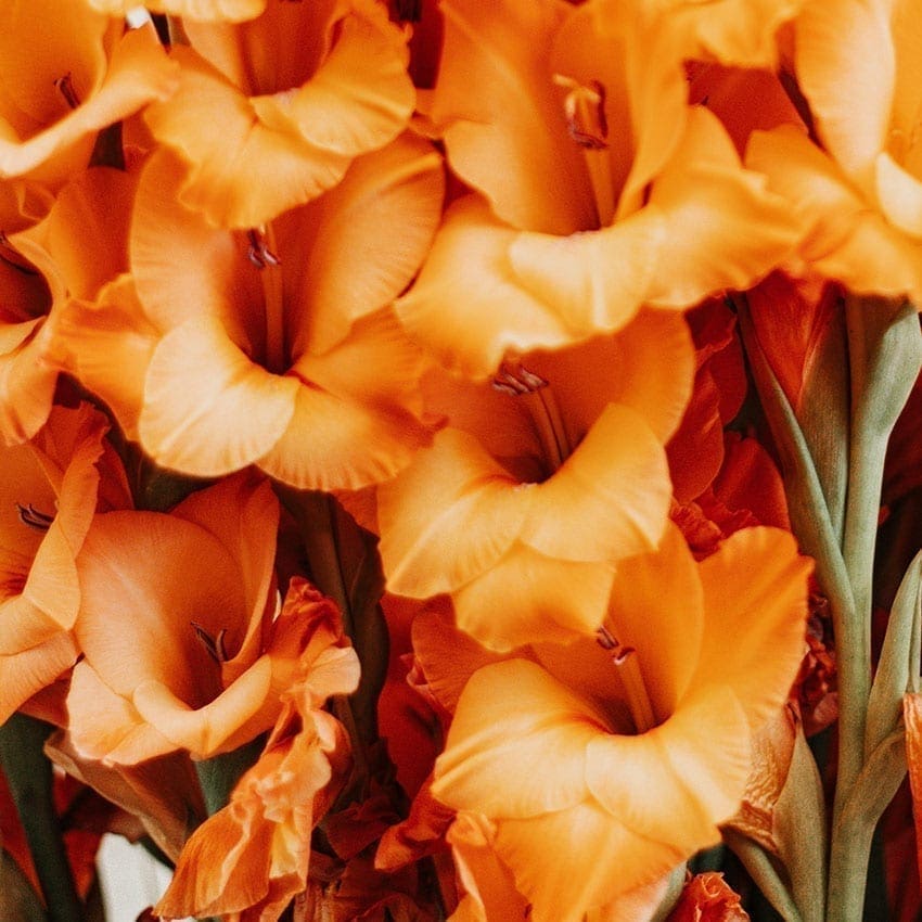 gladiolus