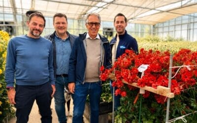 Onings nieuwe verkooppartner van Biancheri ranonkels in Nederland