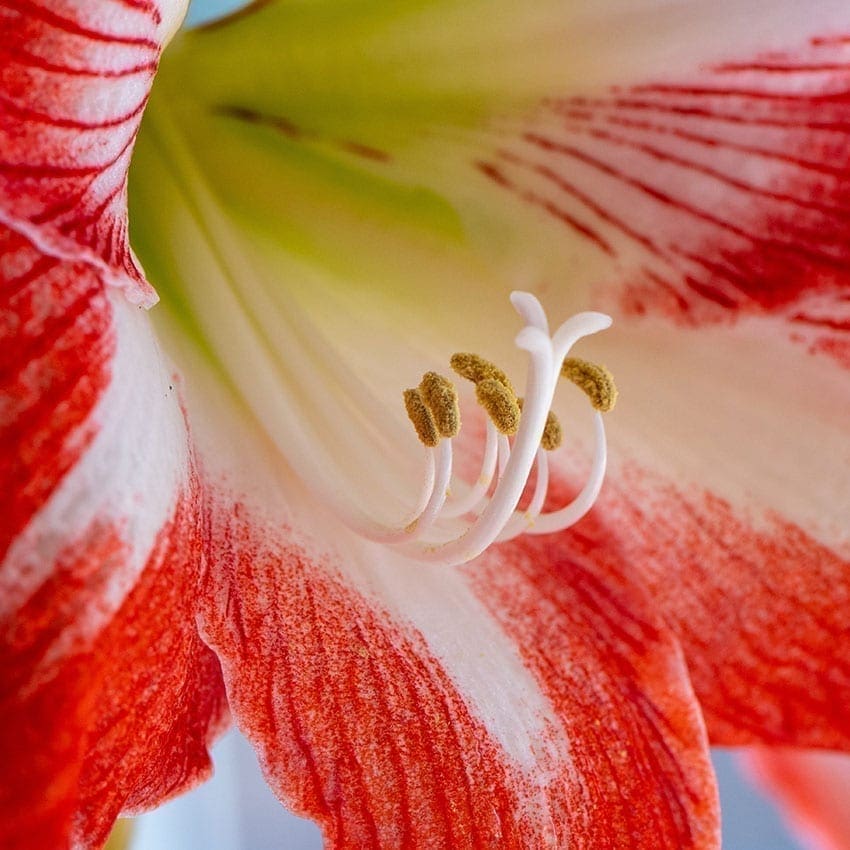 Amaryllis