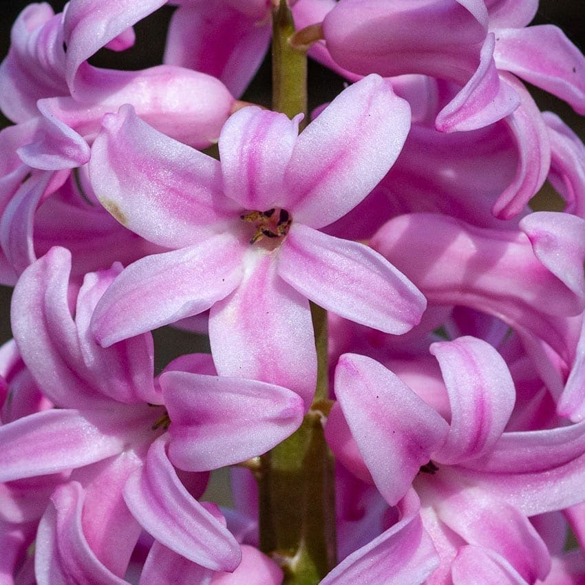 Hyacinten