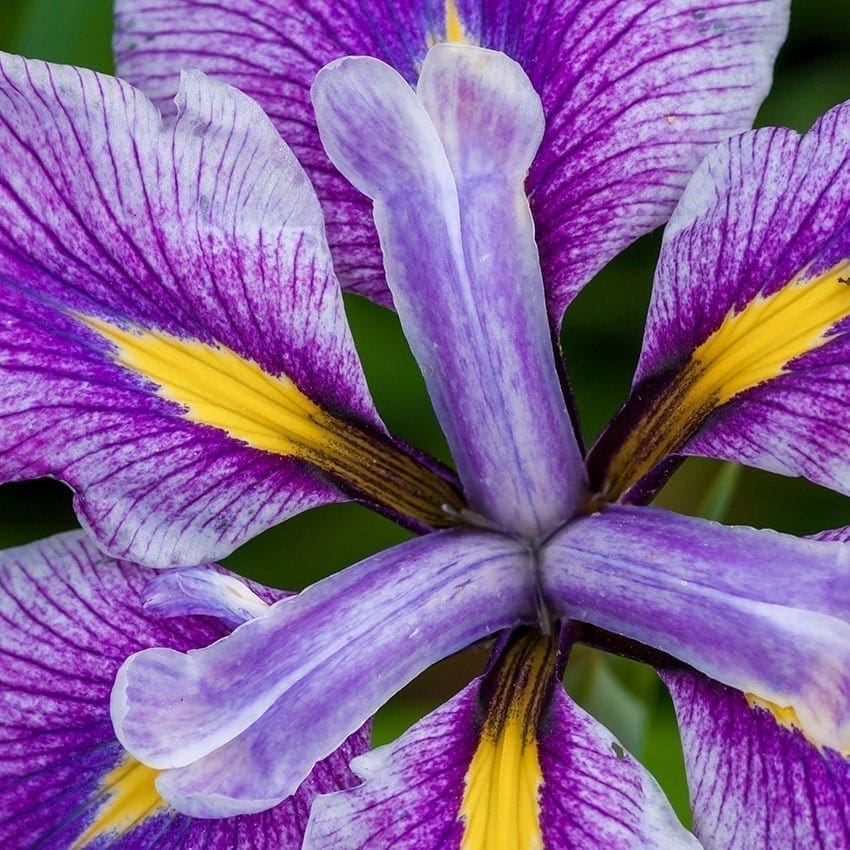 iris