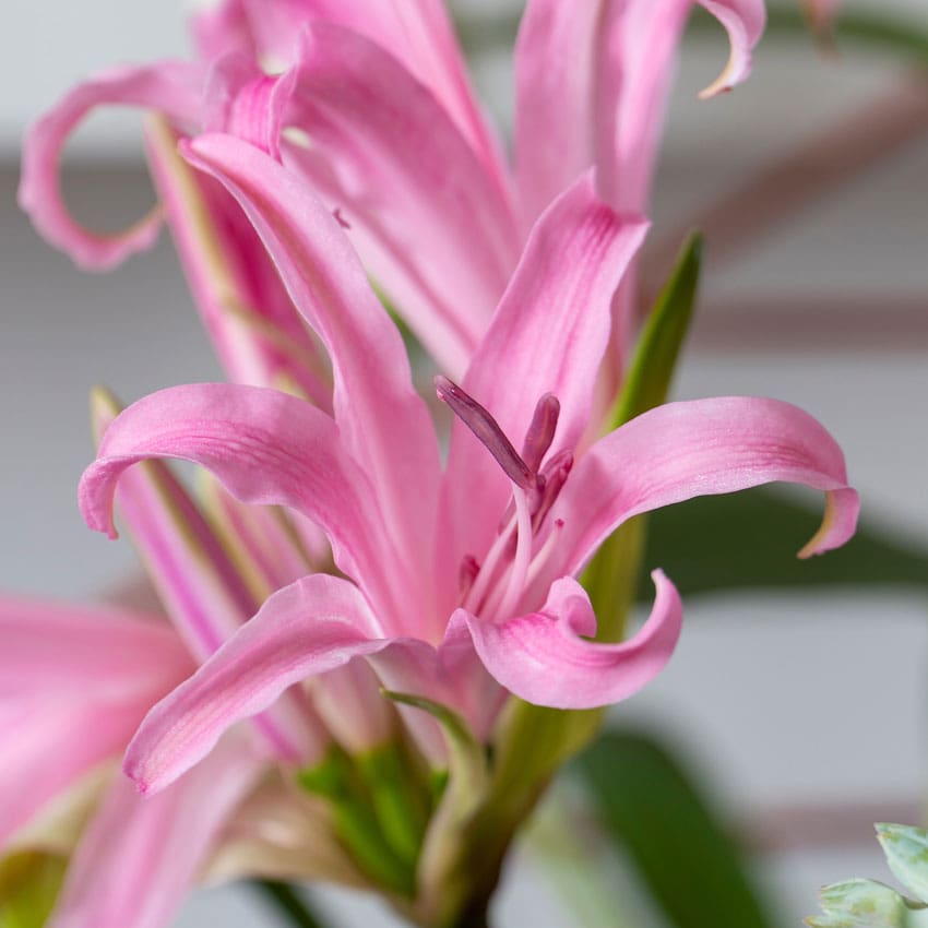 nerine