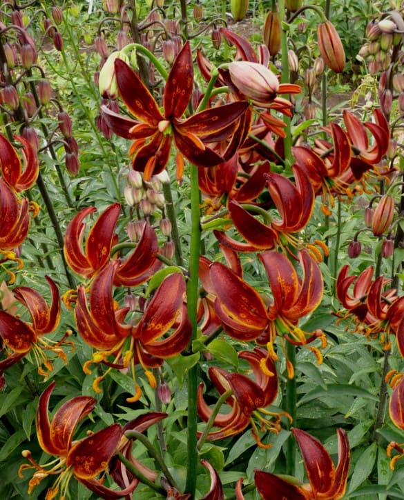 Arabian Knight | Onings Holland Flowerbulbs