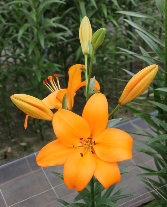 Crodino | Onings Holland Flowerbulbs
