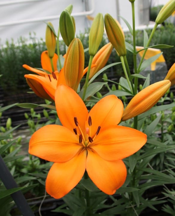 Crodino | Onings Holland Flowerbulbs
