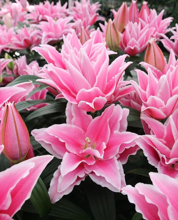 Double Dutch Opal | Onings Holland Flowerbulbs