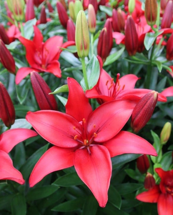 Ducati | Onings Holland Flowerbulbs