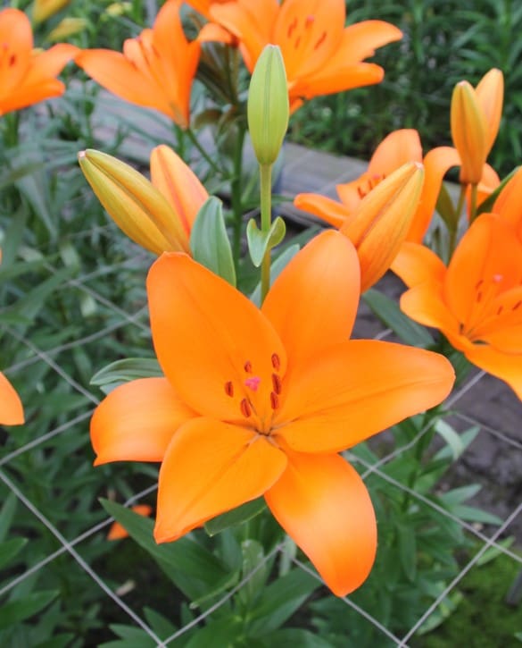 Farinella | Onings Holland Flowerbulbs