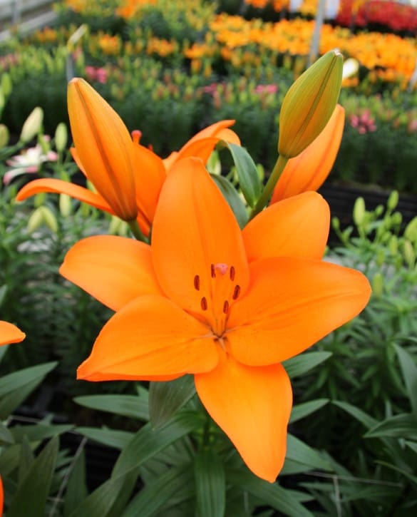 Farinella | Onings Holland Flowerbulbs