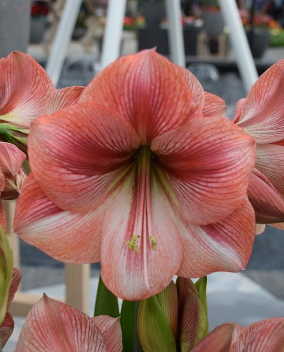 Provence | Onings Holland Flowerbulbs