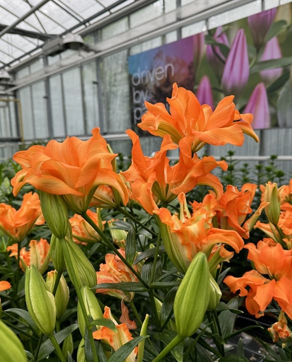 Orange Spinner | Onings Holland Flowerbulbs