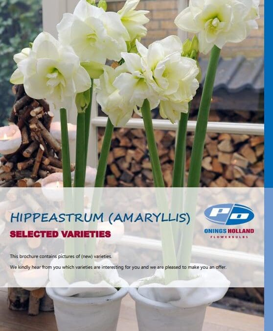 Amaryllis brochure 2021 online