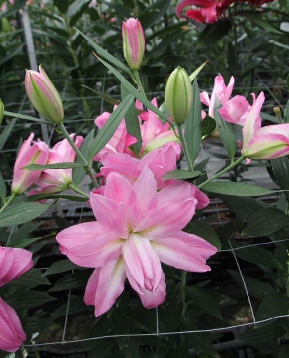 Lotus Breeze | Onings Holland Flowerbulbs