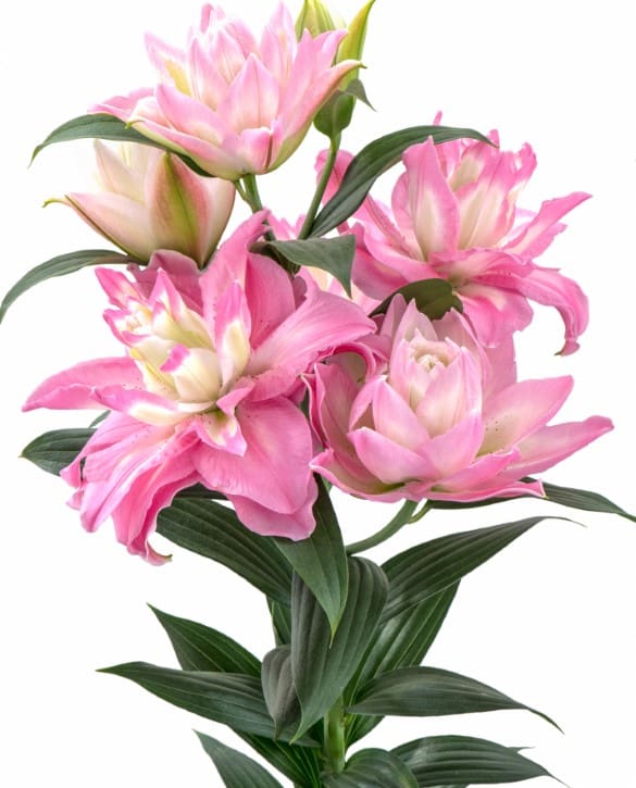 Lucky Angel | Onings Holland Flowerbulbs