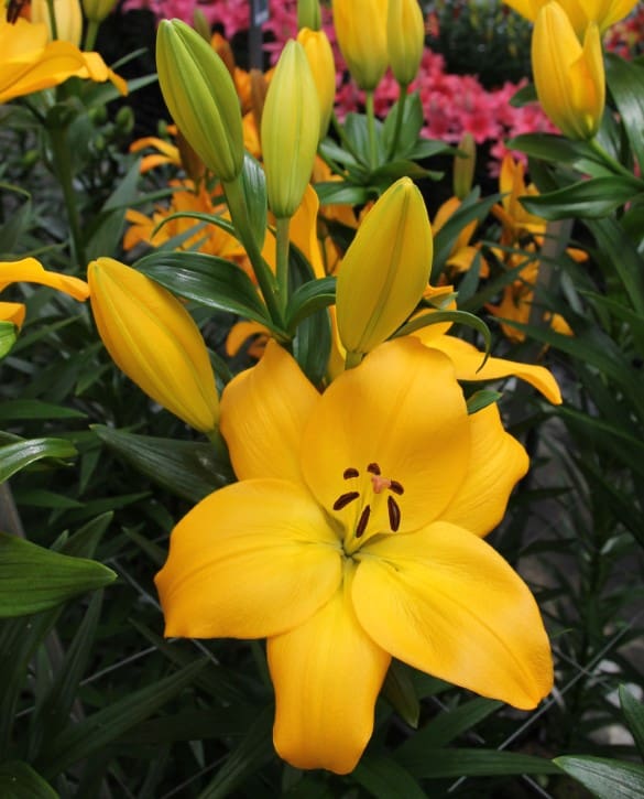 Murano | Onings Holland Flowerbulbs