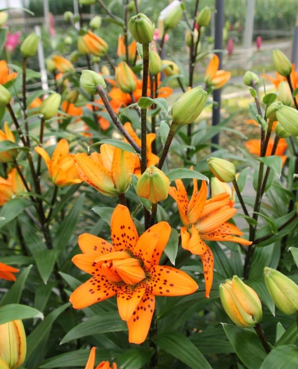 Orangerie | Onings Holland Flowerbulbs