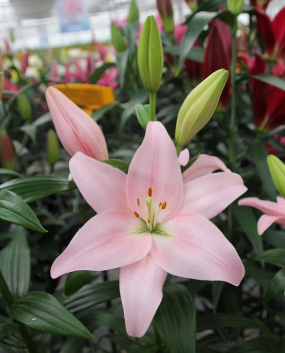 Pigalle | Onings Holland Flowerbulbs