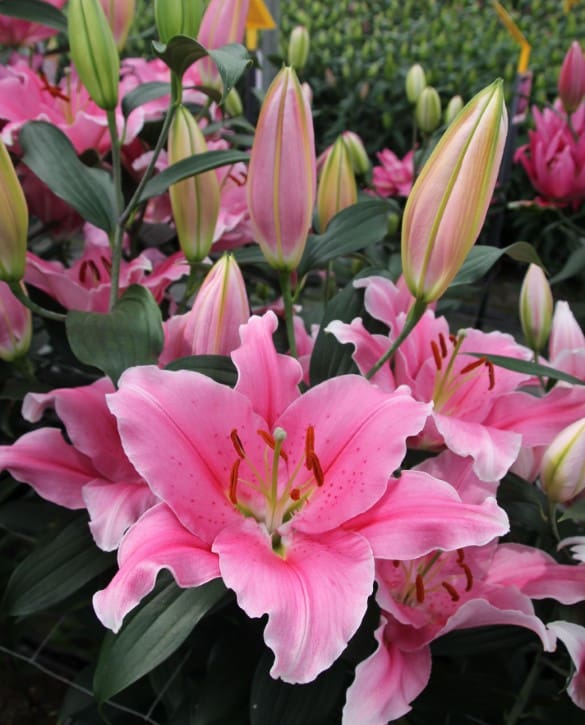 Renesi | Onings Holland Flowerbulbs