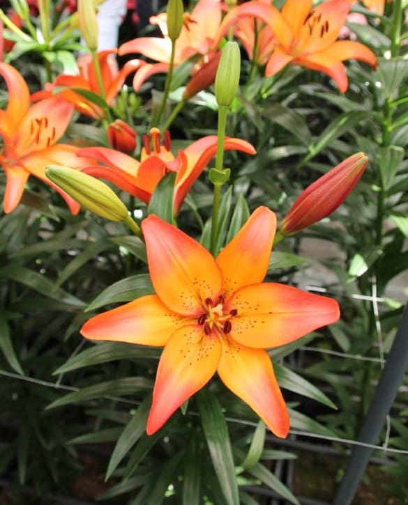 Royal Sunset | Onings Holland Flowerbulbs