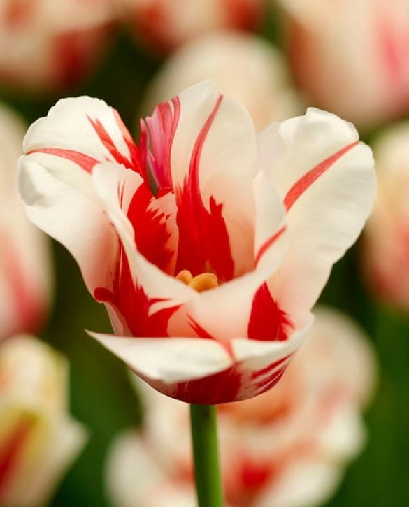 Ivory Proud | Onings Holland Flowerbulbs
