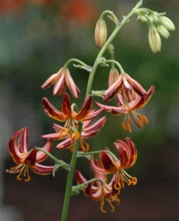 Arabian Knight | Onings Holland Flowerbulbs