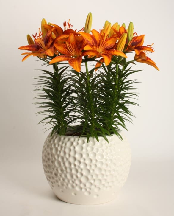 Tiny Orange Sensation | Onings Holland Flowerbulbs