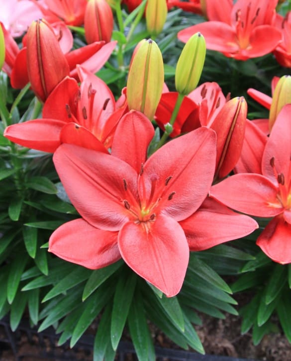 Trendy Pamplona | Onings Holland Flowerbulbs
