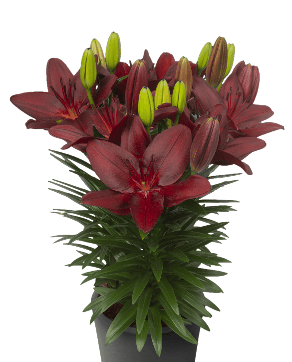 Trendy Pamplona | Onings Holland Flowerbulbs
