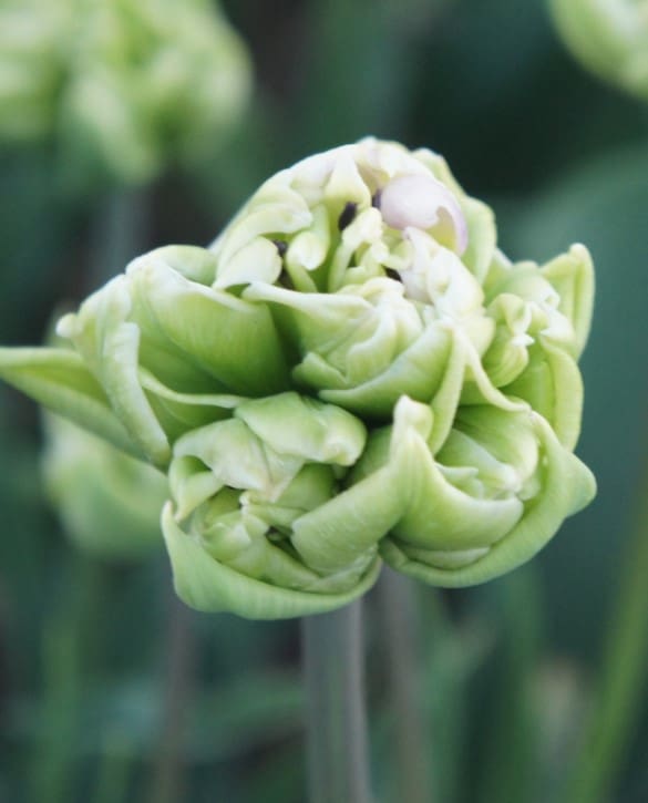 Blushing Diamond | Onings Holland Flowerbulbs