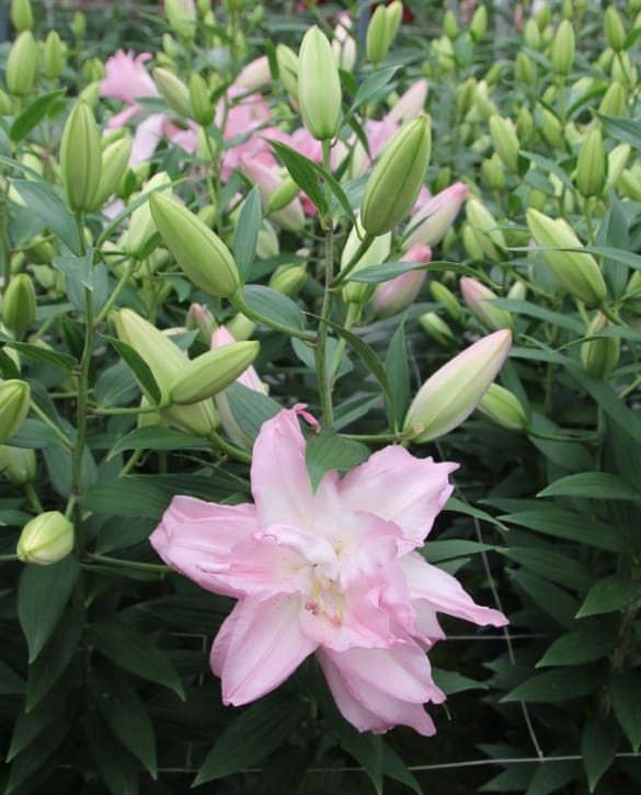Waverider | Onings Holland Flowerbulbs