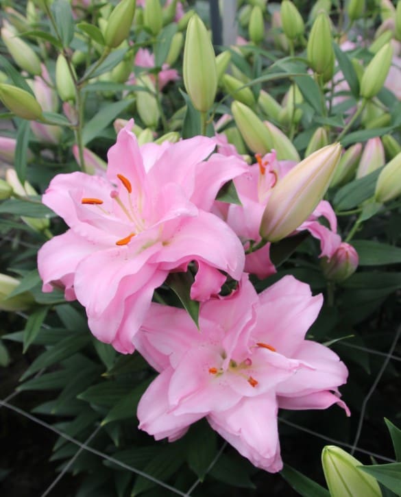 Waverider | Onings Holland Flowerbulbs