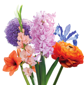 Home | Onings Holland Flowerbulbs Home | Onings Holland Flowerbulbs