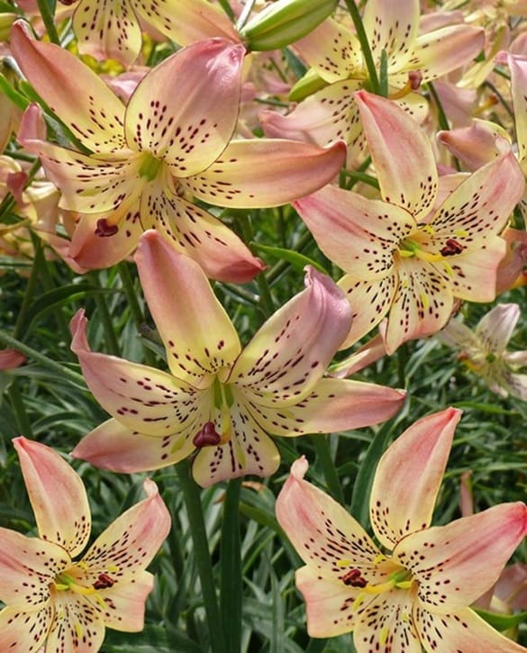 Yellow Cocotte | Onings Holland Flowerbulbs